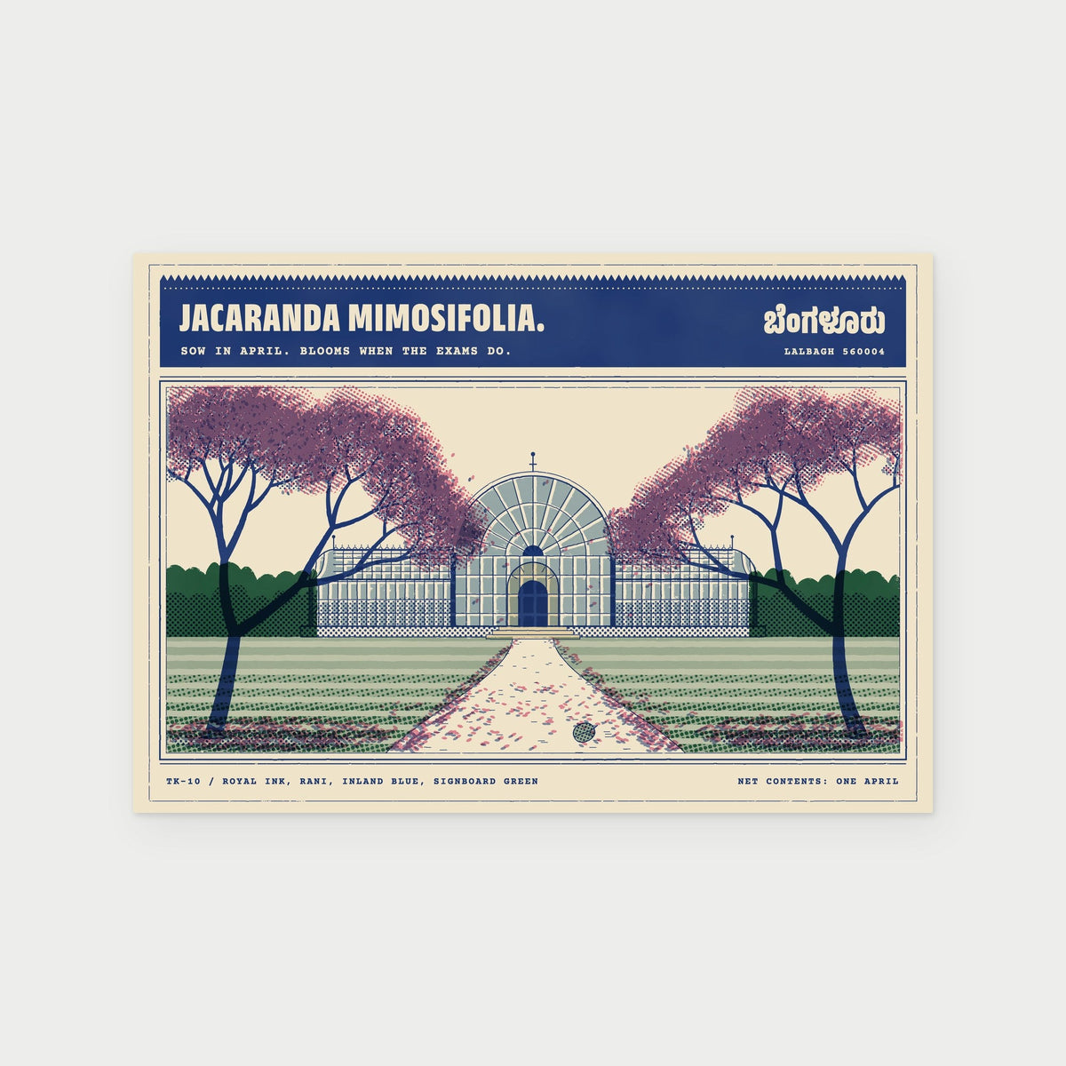 Jacaranda Season, Lalbagh postcard, front